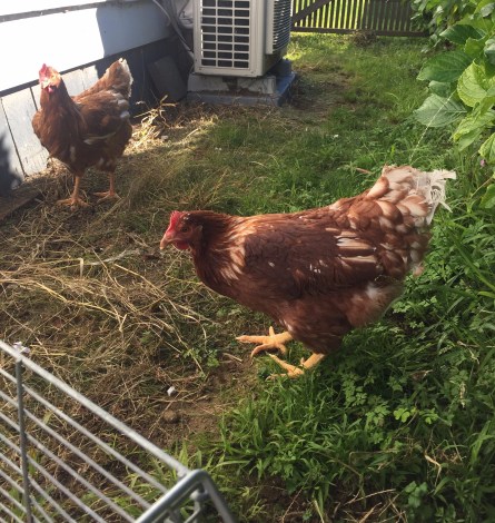 Photo 24-04-17, 2 08 29 PM