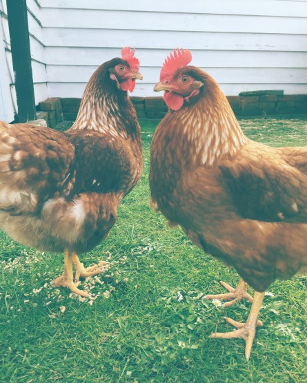 Photo 31-07-17, 2 58 02 PM (1)